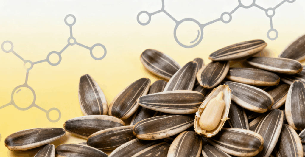 Процесс от сбора урожая семян подсолнечника до их экспорта 123 видео