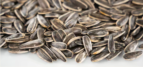 Семена подсолнечника: питание, польза для здоровья и лучшие способы употребления 123 3 Новости