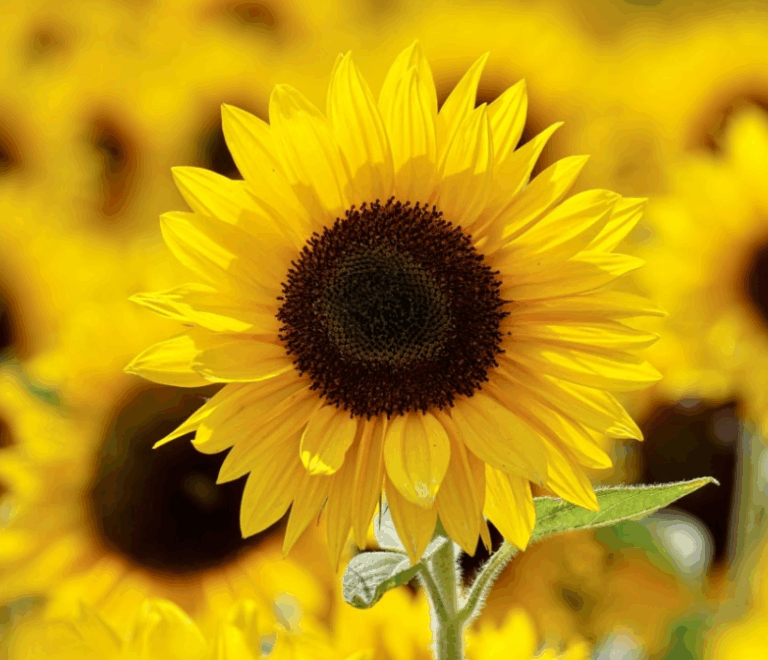 12 полезных свойств семян подсолнечника: полезны ли семечки для вашего здоровья?