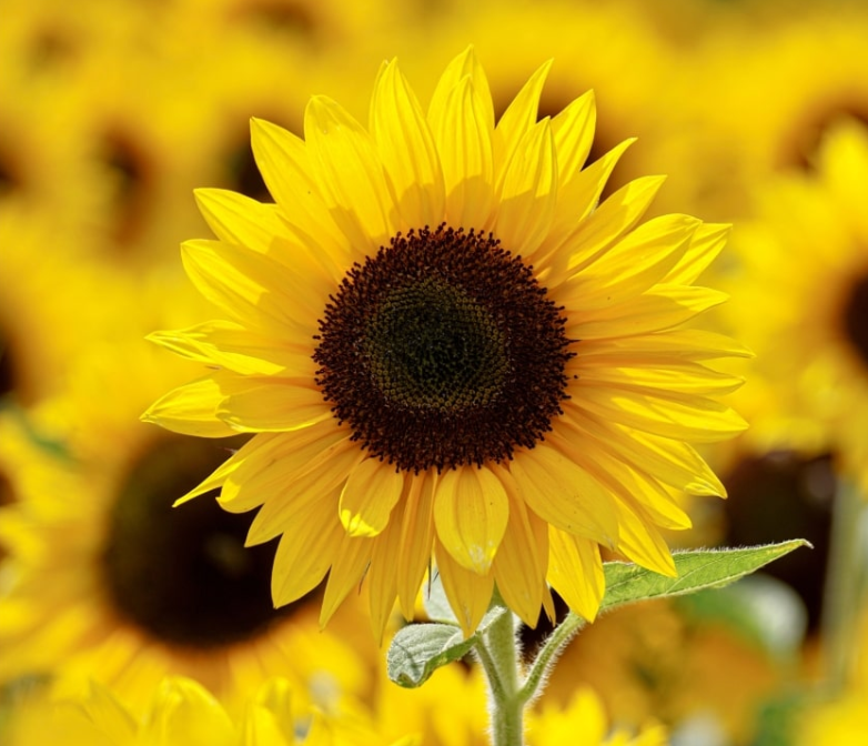 12 полезных свойств семян подсолнечника: полезны ли семечки для вашего здоровья? 23 Новости