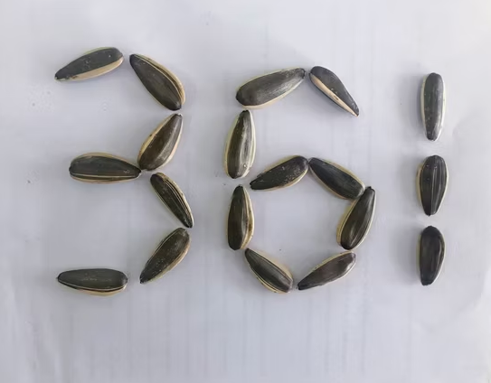 Семечки подсолнечника типа 361 из Внутренней Монголии 11 101 Подсолнечные семечки