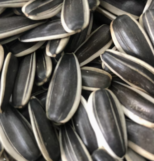 Семечки подсолнечника типа 363 лучшего качества из Внутренней Монголии 11 108 Подсолнечные семечки