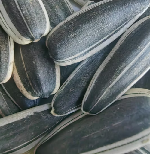 Семечки подсолнечника типа T6 всех различных размеров 11 109 Подсолнечные семечки