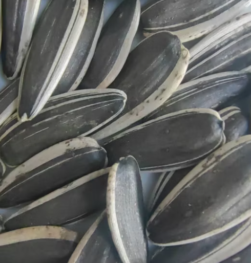 Семечки подсолнечника T6 по выгодной цене из Внутренней Монголии 11 112 Подсолнечные семечки