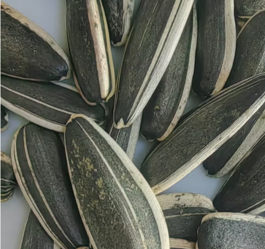 Семечки подсолнечника из Внутренней Монголии всех типов — сырьё и жареные семечки высшего сорта 11 114 Подсолнечные семечки