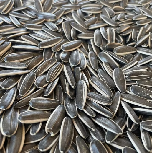 Высококачественные новые органические ядра семян подсолнечника типа 361/T6, гибридные, крупная фасовка, ГМО-свободные, для пищевой и сельскохозяйственной отрасли, Внутренняя Монголия, Китай 11 116 Подсолнечные семечки