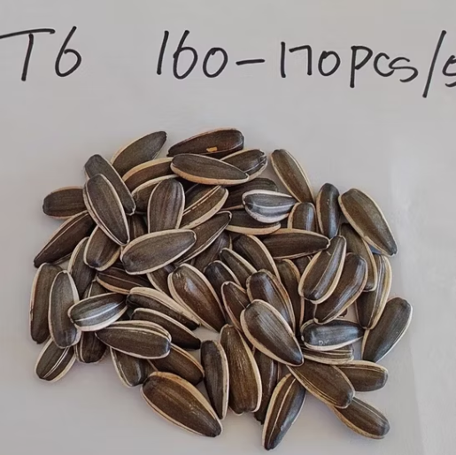 Прямые продажи с завода из Китая: семечки подсолнечника высшего качества типа T6, калибр 170–180 11 119 Подсолнечные семечки