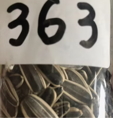 Новые продукты 2025 года: сырые семечки подсолнечника 363 с настраиваемой упаковкой, без плесени 11 120 Подсолнечные семечки