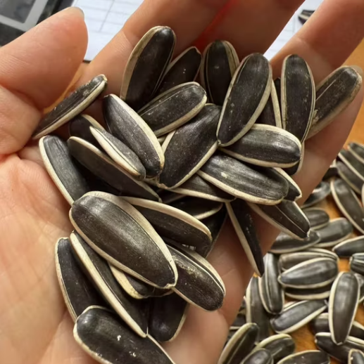Премиальные семечки подсолнечника 363, чистые и без примесей, урожай нового сезона 2025 года 11 123 Подсолнечные семечки