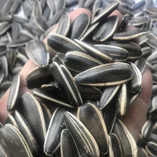 Дешёвые китайские семена подсолнечника T6 11 127 Подсолнечные семечки