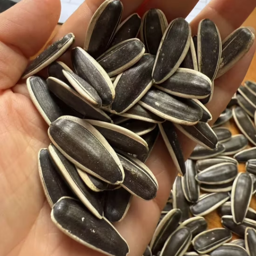 Китайские семена подсолнечника типов 361, 363, T5, T6 11 131 Подсолнечные семечки