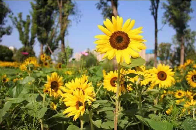 Семечки подсолнечника: польза, происхождение и интересные факты 11 138 Новости