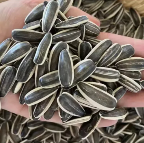 Крупные высококачественные черные семена подсолнечника Синьцзян 361, оптом из Китая 11 2 Подсолнечные семечки