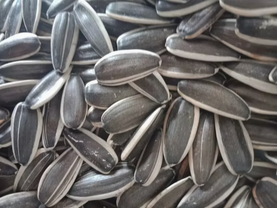 Семена подсолнечника отличного качества 361 урожая 2025 года с китайского завода 11 37 Подсолнечные семечки