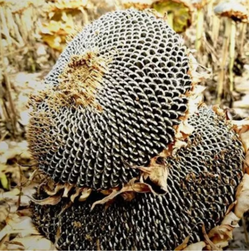 Полезные черные масличные семена подсолнечника 361 из Китая, крупного размера, сырого типа 11 39 Подсолнечные семечки