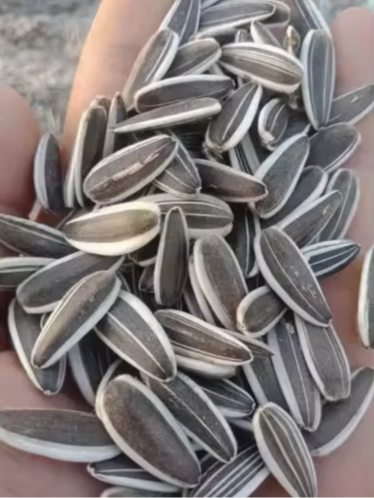 Семечки подсолнечника нового урожая 2025 года из Внутренней Монголии, сорт 601 11 45 Подсолнечные семечки