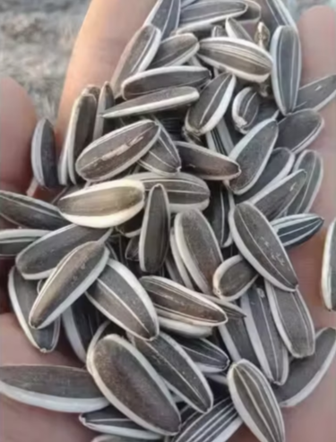 Оптовая цена на ядра семечек подсолнечника 601, недорогие семечки 11 48 Подсолнечные семечки