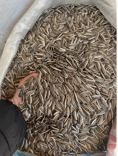 Семечки подсолнечника T6, T5, 363, 361 из Внутренней Монголии, урожай 2025 года 11 68 Новости