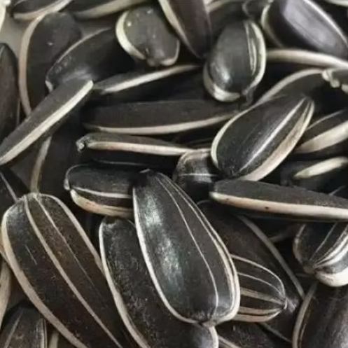 Крупные сырые семечки подсолнечника 363, 361, 601 урожая 2025 года из Китая 11 69 Подсолнечные семечки