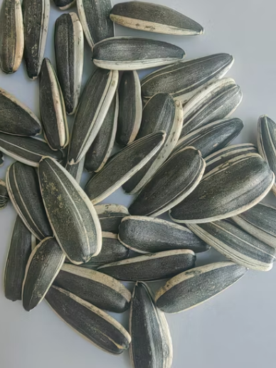 Оптовые поставки семечек подсолнечника T6 нового урожая: низкая цена, высокое качество, без ГМО, масличный сорт 11 81 Подсолнечные семечки