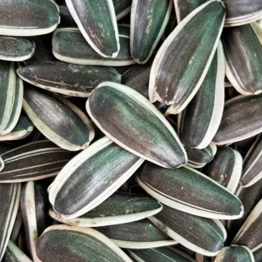 Семечки подсолнуха разных размеров из Внутренней Монголии 11 88 Подсолнечные семечки