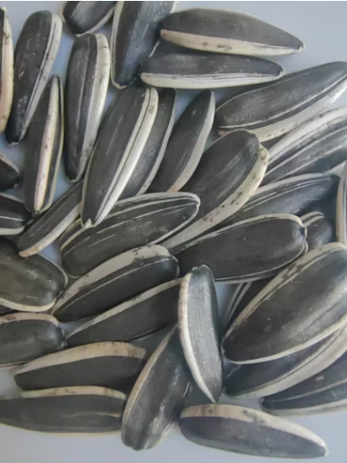 Семечки подсолнуха всех типов и ядра из Внутренней Монголии 11 90 Подсолнечные семечки