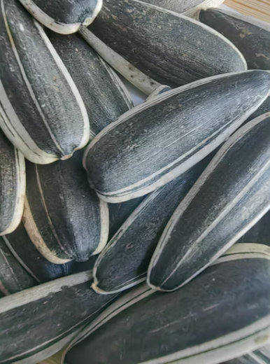 Сырые семечки подсолнечника различных типов и различных размеров 11 93 Подсолнечные семечки