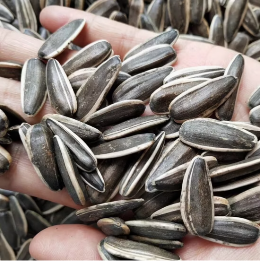 Семечки подсолнечника 361 разных размеров 11 97 Подсолнечные семечки