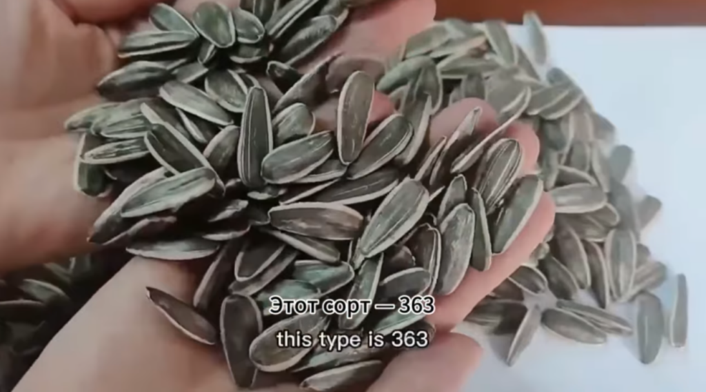 Крупные сырые семечки подсолнечника 601 из Китая 123 2 видео