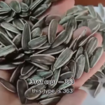 Крупные сырые семечки подсолнечника 601 из Китая 123 2 Новости