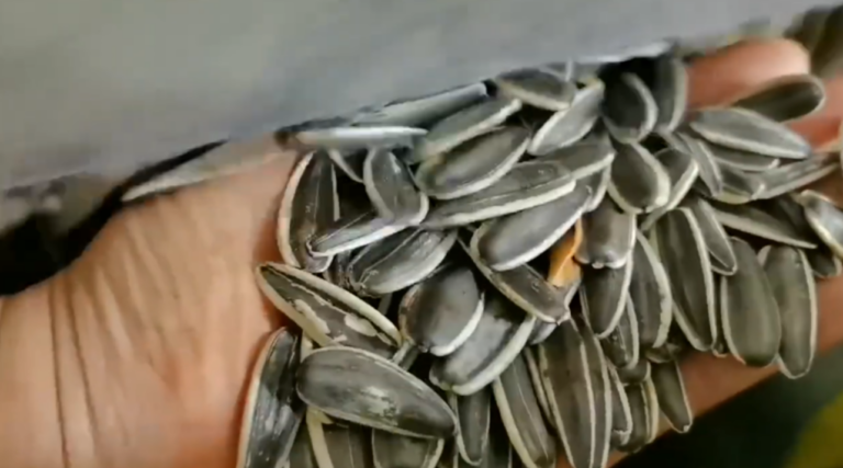 What is high quality raw sunflower seeds with direct delivery from Chinese manufacturing plant?