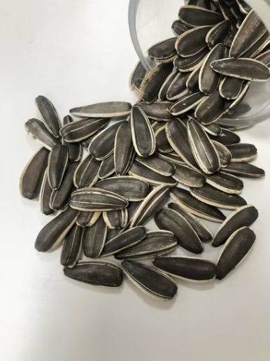 Сырые семечки подсолнечника типа T6 крупного размера из Внутренней Монголии 22 103 Подсолнечные семечки