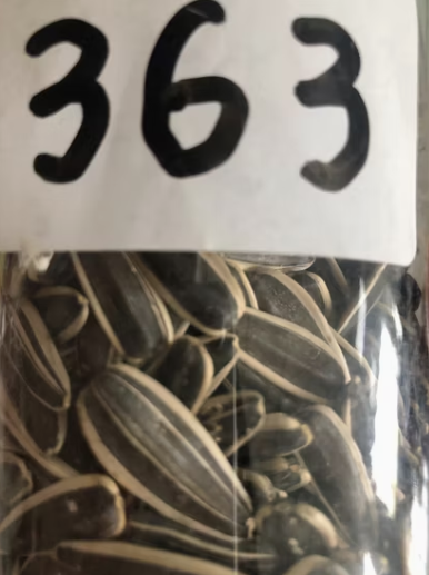 Семечки подсолнечника типа 363 лучшего качества из Внутренней Монголии 22 106 Подсолнечные семечки