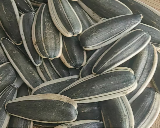 Семечки подсолнечника T6 по выгодной цене из Внутренней Монголии 22 110 Подсолнечные семечки