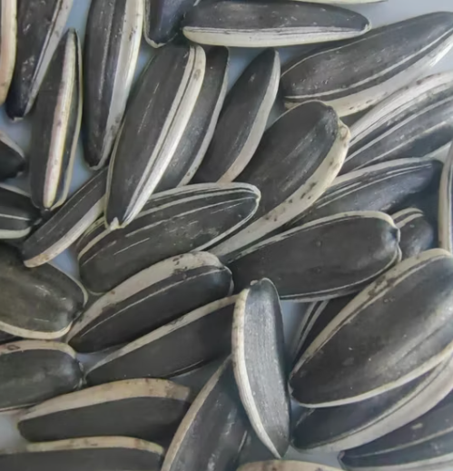 Семечки подсолнечника из Внутренней Монголии всех типов — сырьё и жареные семечки высшего сорта 22 112 Подсолнечные семечки