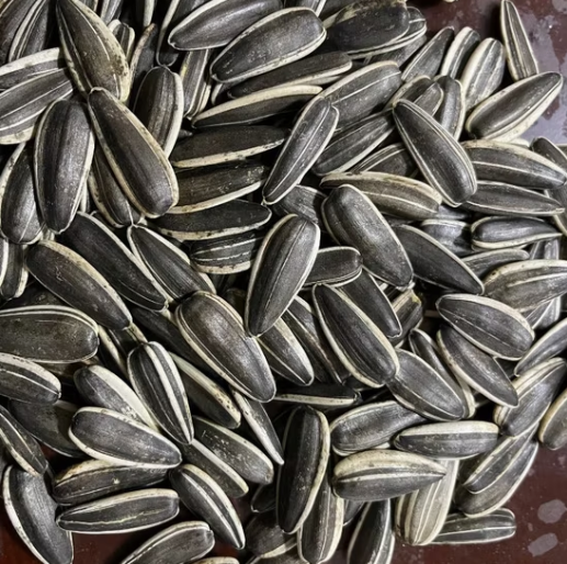 Прямые продажи с завода из Китая: семечки подсолнечника высшего качества типа T6, калибр 170–180 22 117 Подсолнечные семечки