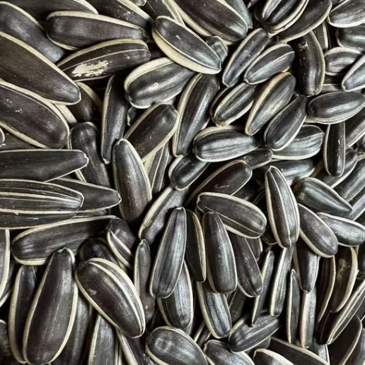 Премиальные семечки подсолнечника 363, чистые и без примесей, урожай нового сезона 2025 года 22 121 Подсолнечные семечки