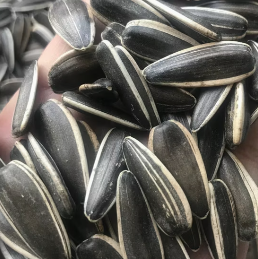 Новый тип 2025 года: высококачественные семечки подсолнечника T6, калибр 180–190 22 122 видео