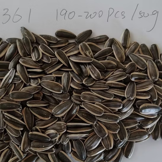 Поставка с китайского завода в 2025 году: высококачественные семечки подсолнечника 361 22 123 Подсолнечные семечки