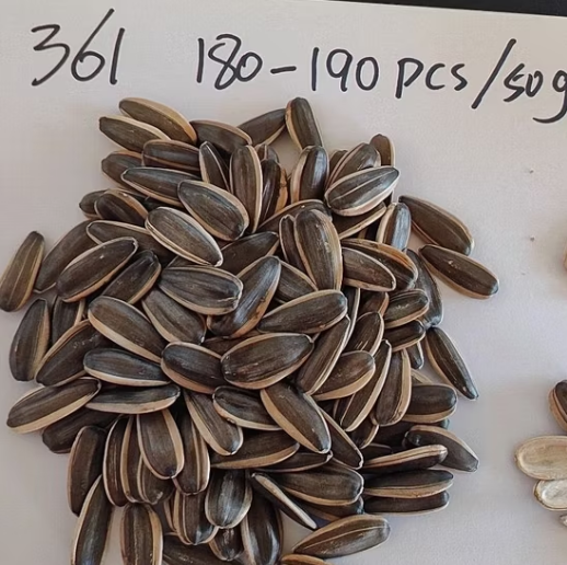 Китайские семена подсолнечника типов 361, 363, T5, T6 22 129 Подсолнечные семечки