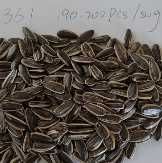 Завод-изготовитель семян подсолнечника типа 361, размер 200–210 22 133 Подсолнечные семечки