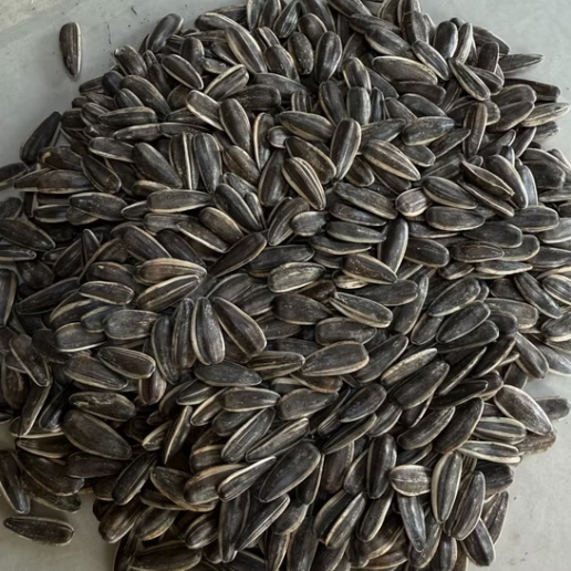 Старые запасы 2024 года, плесень 3%, всего 10 контейнеров, тип 361, размер 210–220 22 134 Подсолнечные семечки