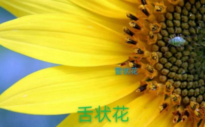 Семечки подсолнечника: польза, происхождение и интересные факты 22 136 Новости