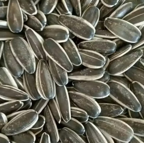 Крупные сырые семечки подсолнечника 363, 361, 601 урожая 2025 года из Китая 22 67 Подсолнечные семечки