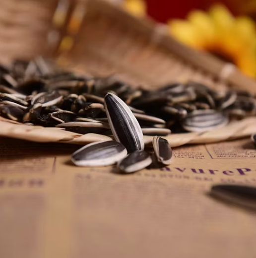 Оптовые поставки органических крупноразмерных семечек подсолнечника T5 из Внутренней Монголии, Китай 22 76 Подсолнечные семечки