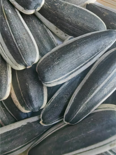 Оптовые поставки семечек подсолнечника T6 нового урожая: низкая цена, высокое качество, без ГМО, масличный сорт 22 79 Подсолнечные семечки