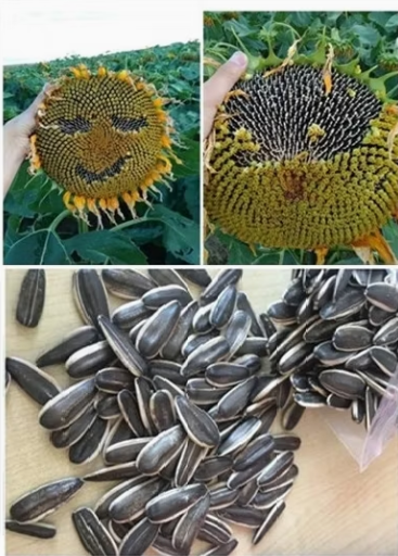 Сырые семечки подсолнечника всех видов и всех размеров 22 90 Подсолнечные семечки