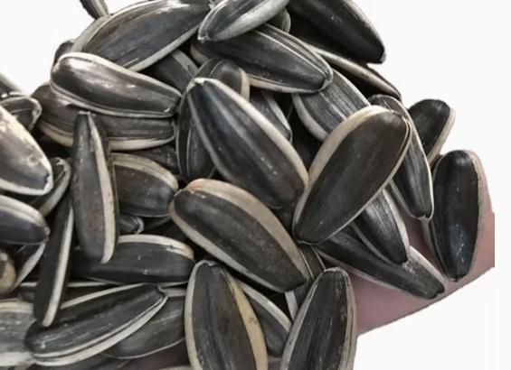 Сырые семечки подсолнечника различных типов из Внутренней Монголии 22 96 Подсолнечные семечки