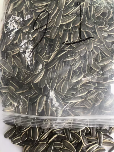 Оптовые поставки семечек подсолнечника типа T6 22 97 Подсолнечные семечки