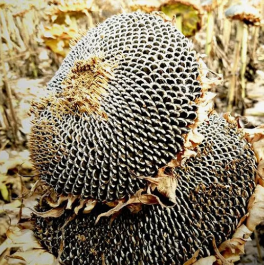 Сырые семечки подсолнечника типа T6 крупного размера из Внутренней Монголии 33 103 Подсолнечные семечки